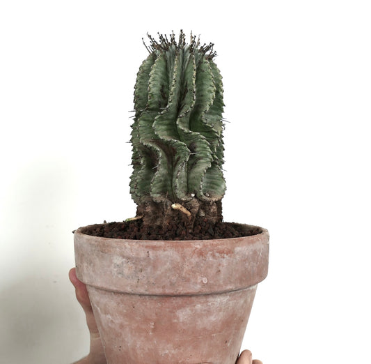 Euphorbia horrida succulent cactus with ribbed wavy stems and sharp spines in terracotta pot