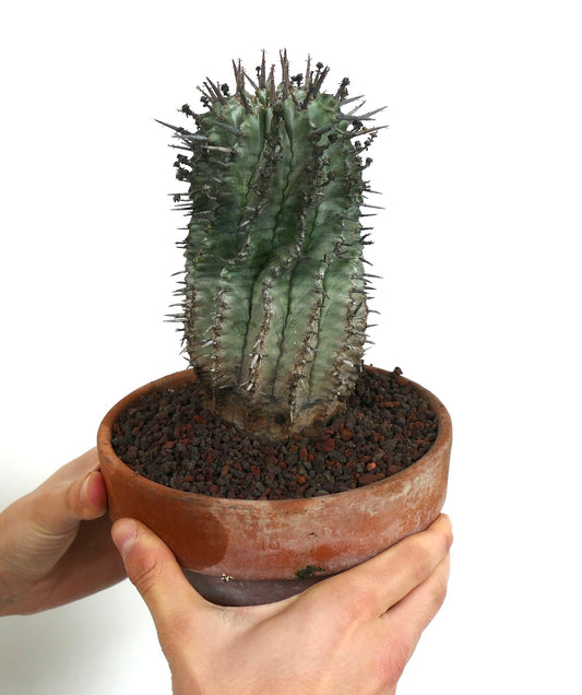 Euphorbia horrida succulent cactus with thick green stems and prominent spines in terracotta pot