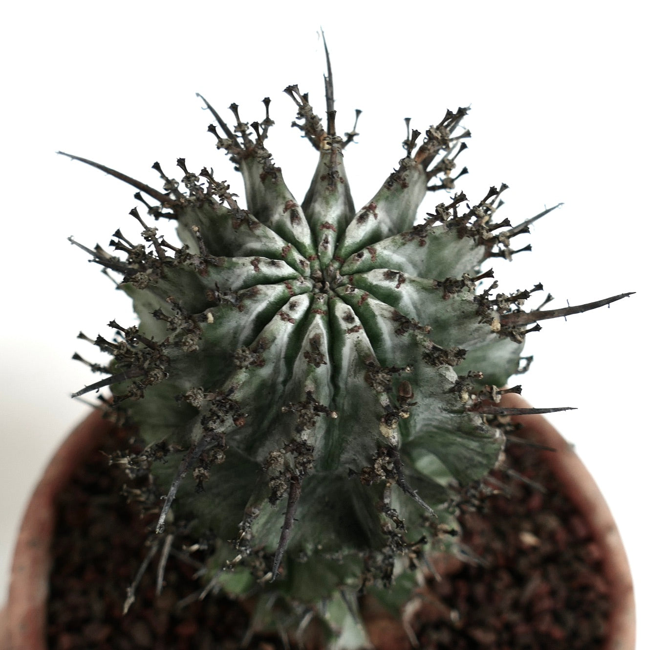 Euphorbia horrida succulent cactus with long black spines and ribbed green body