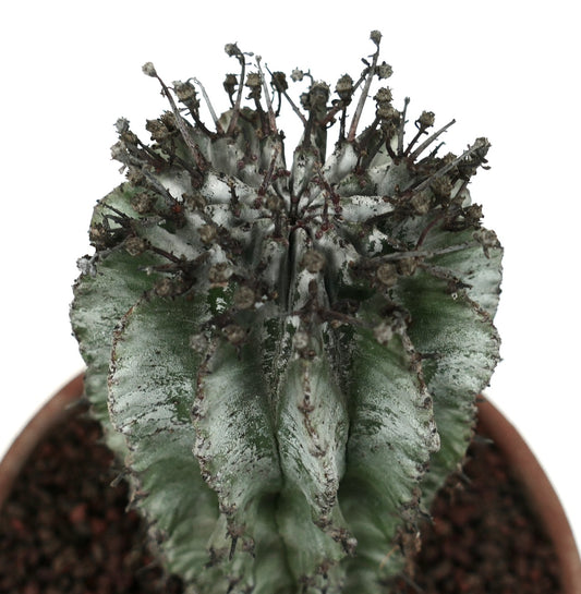 Euphorbia horrida cv. WHITE SNOW FLAKES succulent cactus with ridged, spiny, variegated green and white stems