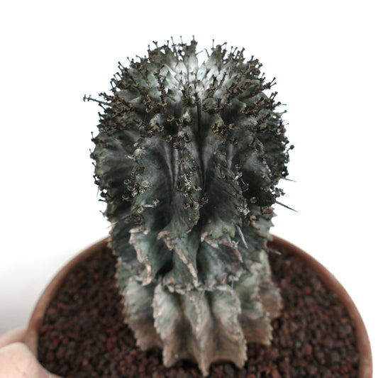 Euphorbia horrida cv. SNOW FLAKES succulent cactus with dark green ridges and small spines in pot