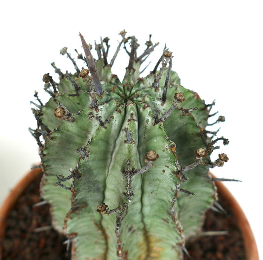 Euphorbia horrida succulent cactus with thick green ridges and prominent dried spines