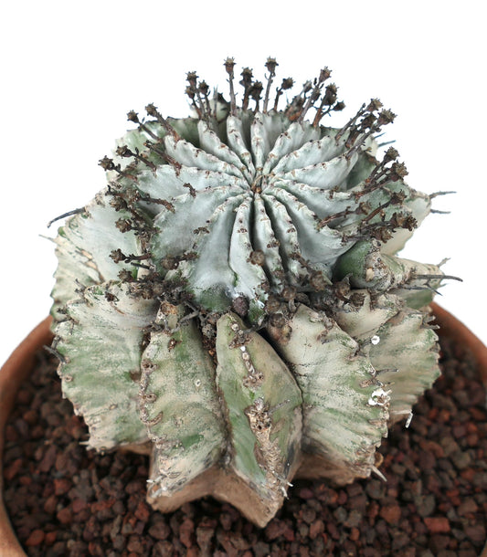 Euphorbia horrida succulent cactus with thick white-green ridged stems and small spines