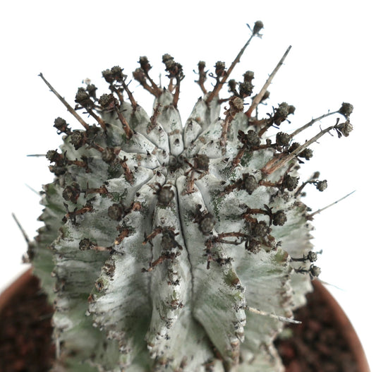 Euphorbia horrida cv WHITE SNOW succulent cactus with white variegated ridges and sharp spines