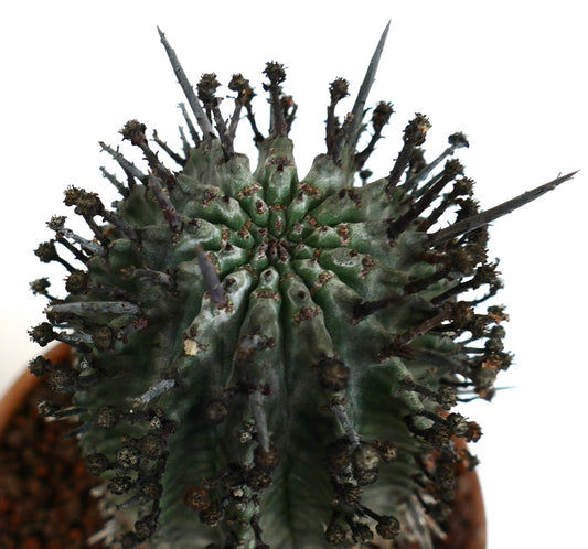 Euphorbia horrida succulent cactus with thick black spines and textured green stem