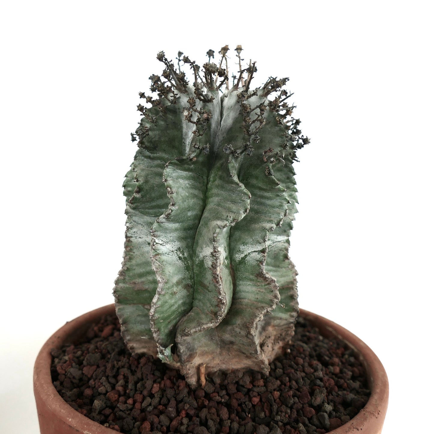 Euphorbia horrida cv SUPER SNOW FLAKES sjelden sukkulent kaktus med bølgende ribber og små torner