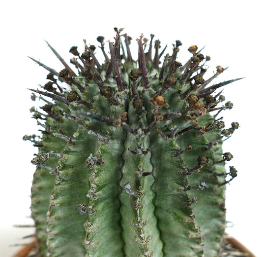 Euphorbia horrida succulent cactus with prominent dark brown spines and ribbed green stem