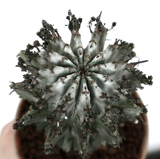 Euphorbia horrida cv. SNOW LEOPARD succulent cactus with white variegation and spiny ridges