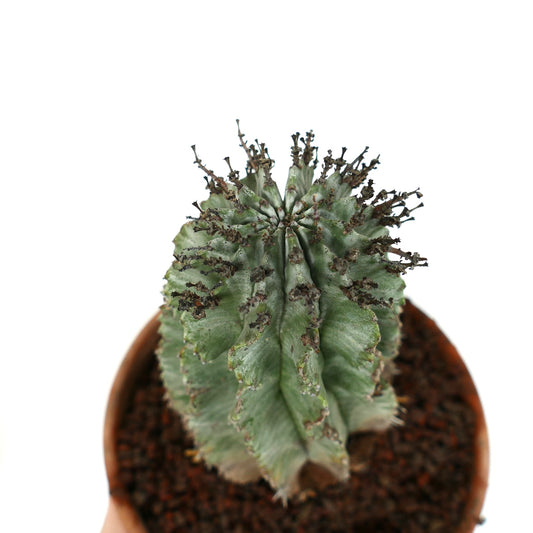 Euphorbia horrida succulent cactus with ribbed structure and dark spines in pot