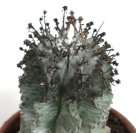 Euphorbia horrida cv SUPER SNOW FLAKES variegated succulent with white and green ridged stems and dried flower remnants