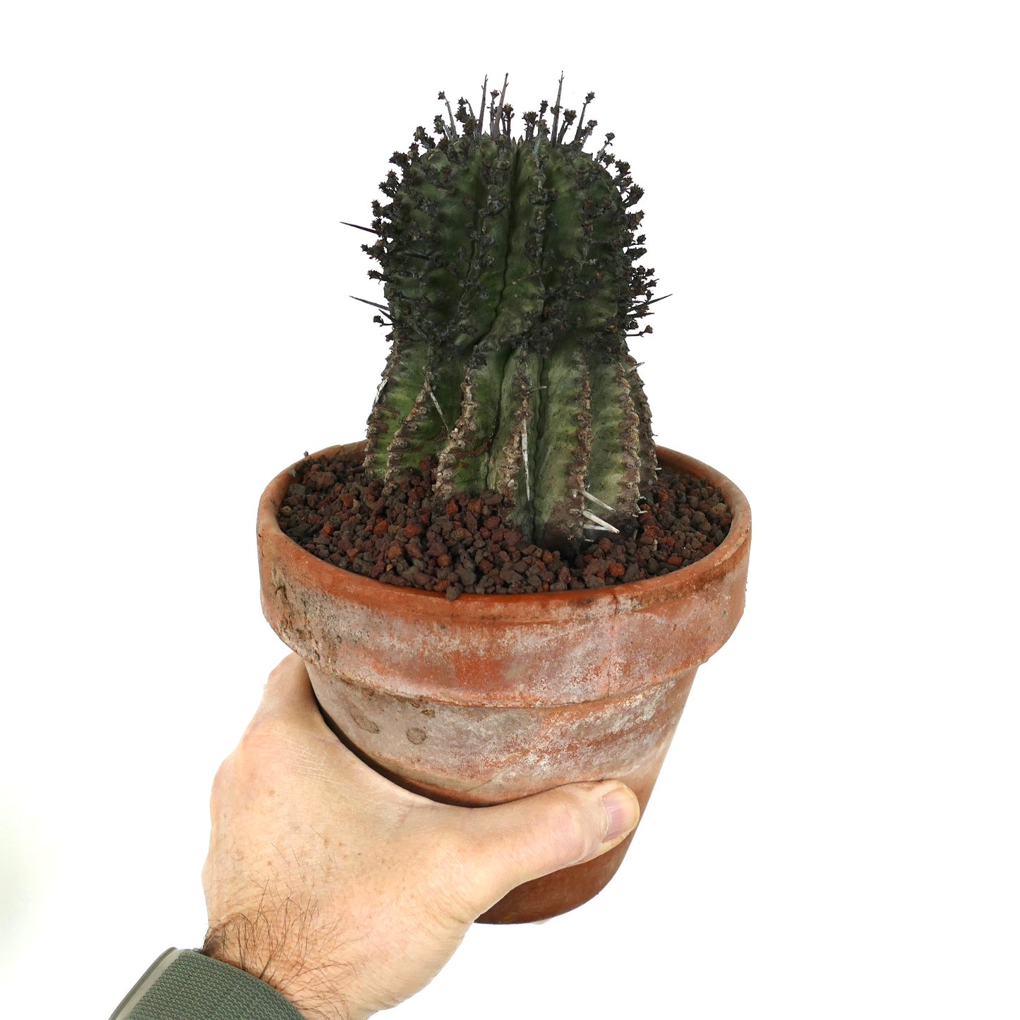 Euphorbia horrida succulent cactus with dark spines in terracotta pot held by hand