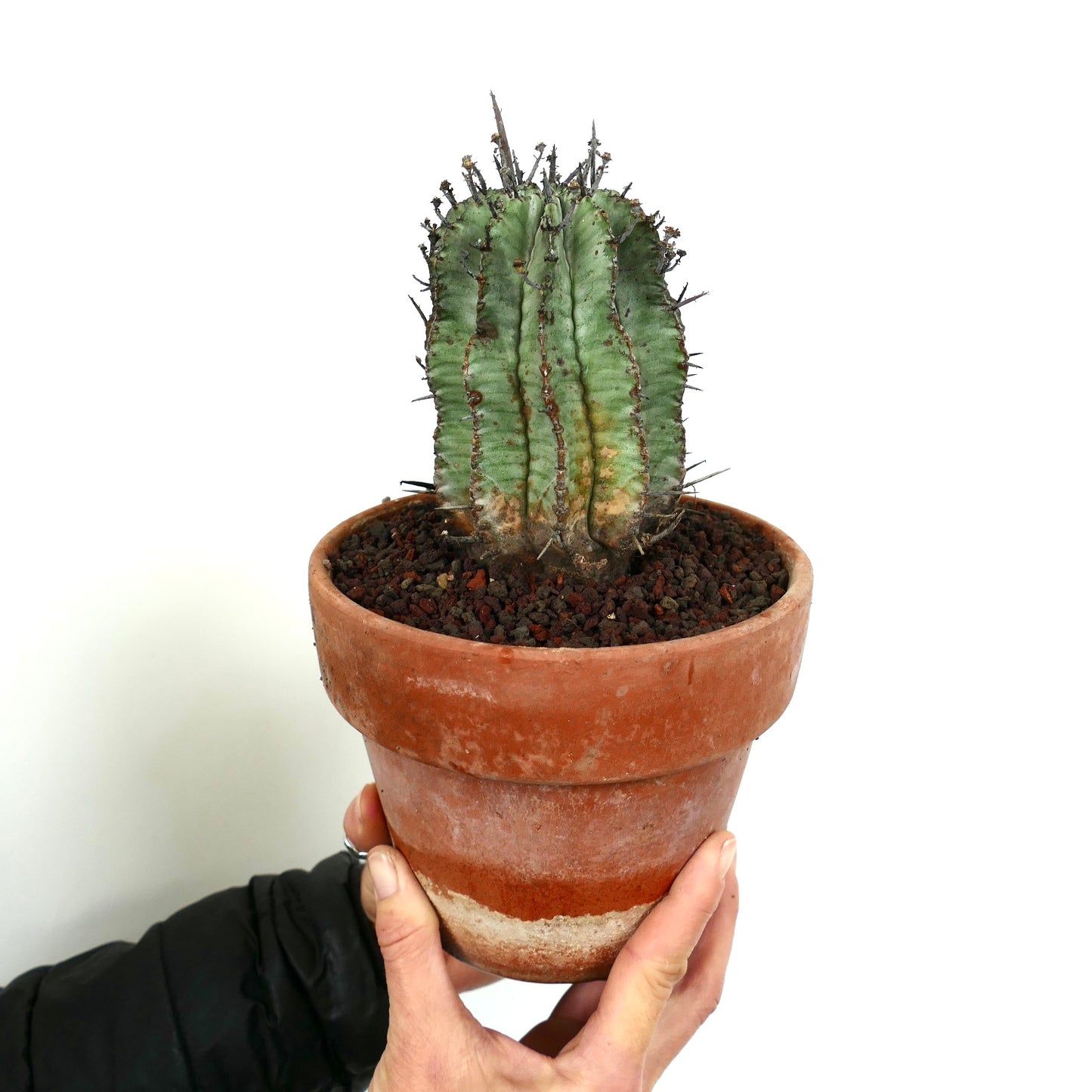 Euphorbia horrida succulent cactus with prominent dark spines in terracotta pot