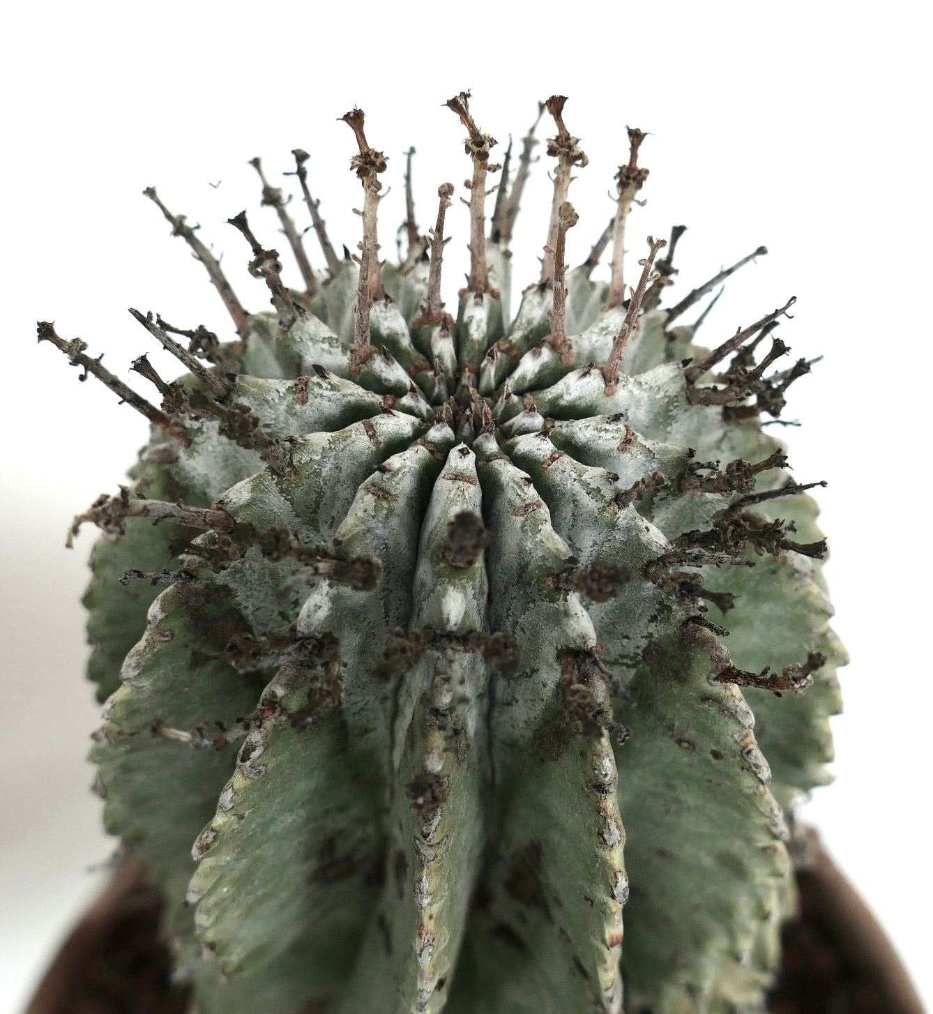 ユーフォルビア・ホリダ SUPER WHITE CENTER | Botanical Archive | 今