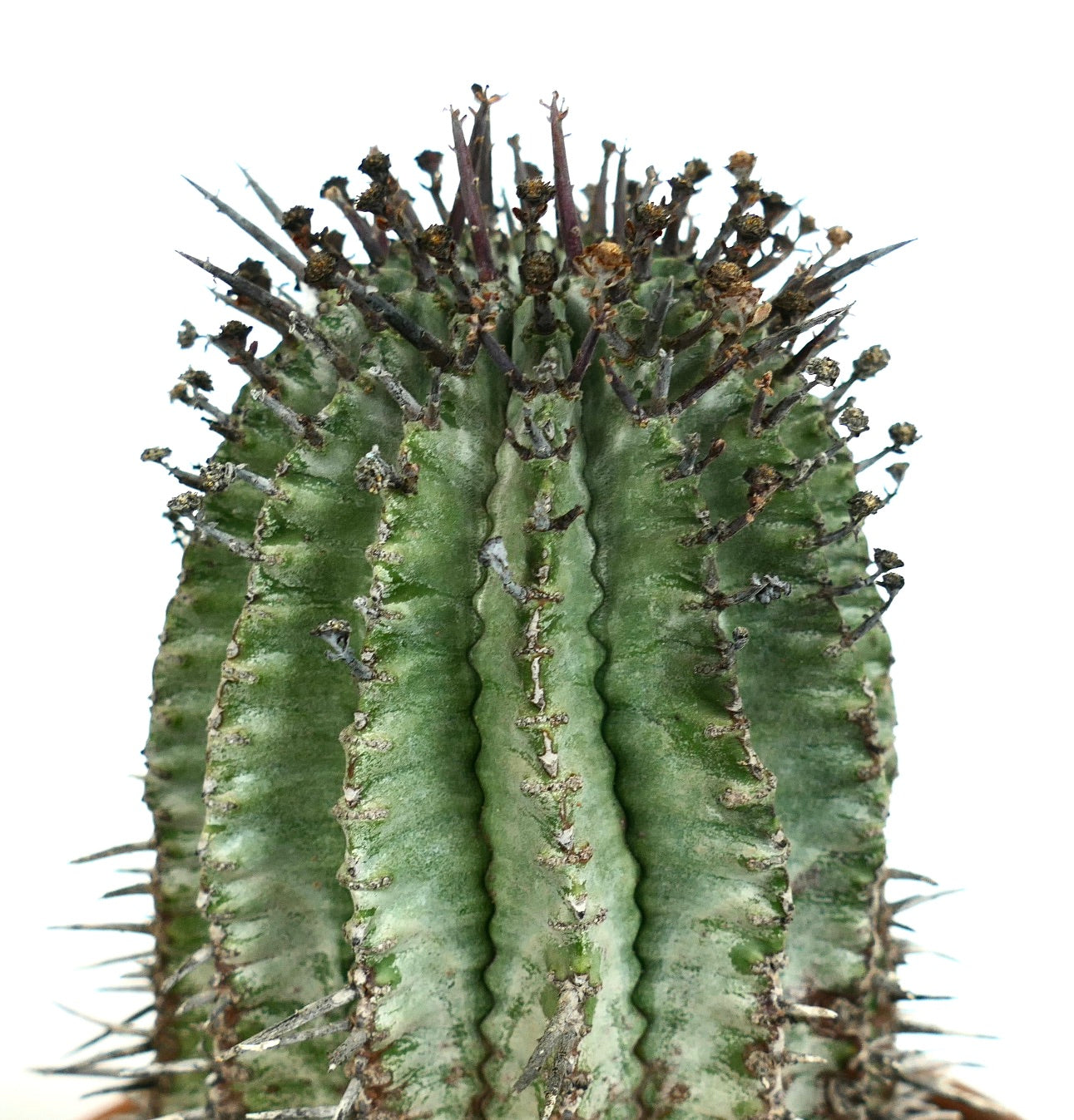 Euphorbia horrida sukkulent kaktus med fremtredende brune torner og ribbede grønne stilker