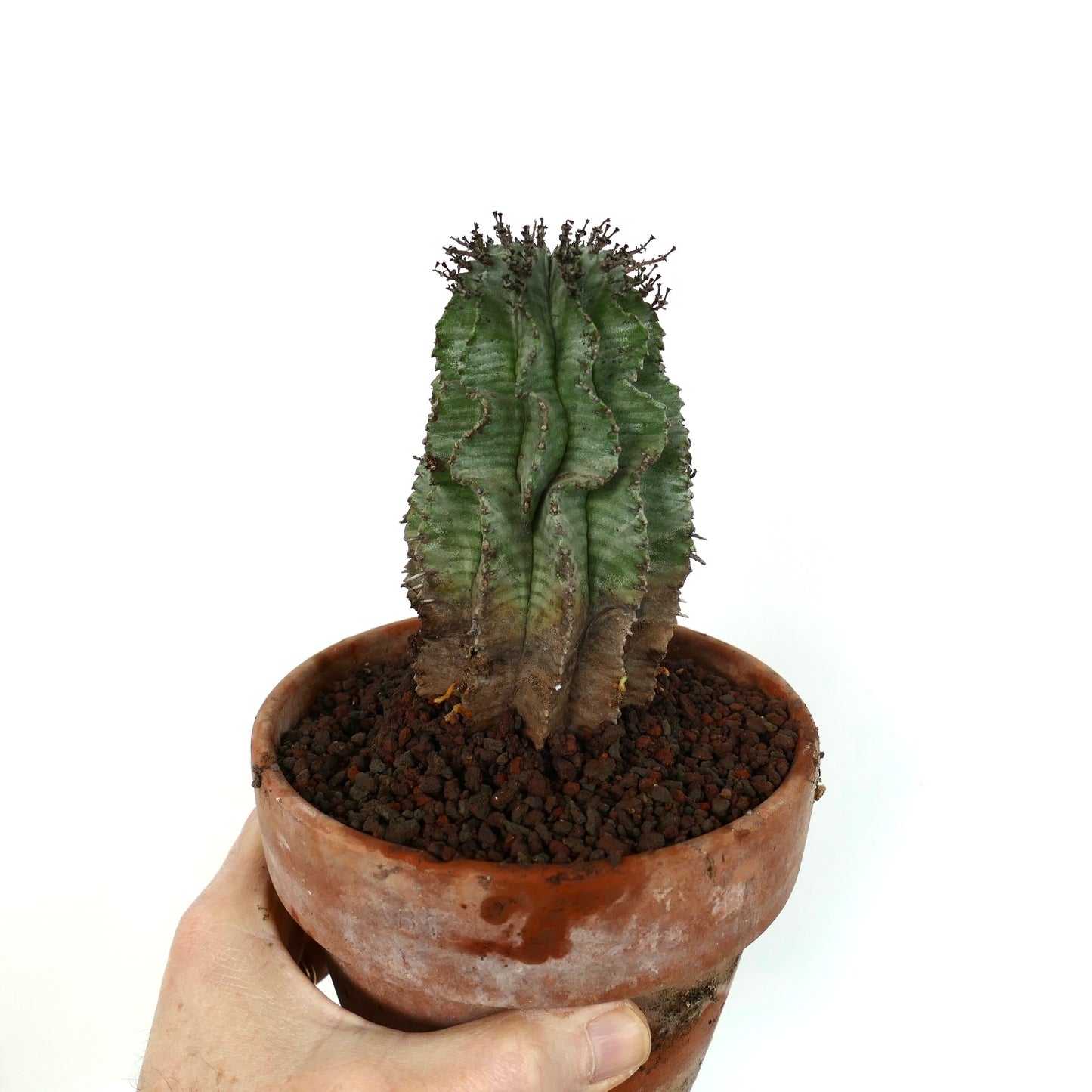 Euphorbia horrida sukkulent kaktus med ribbet grønn kropp og svarte pigger i terrakottakrukke