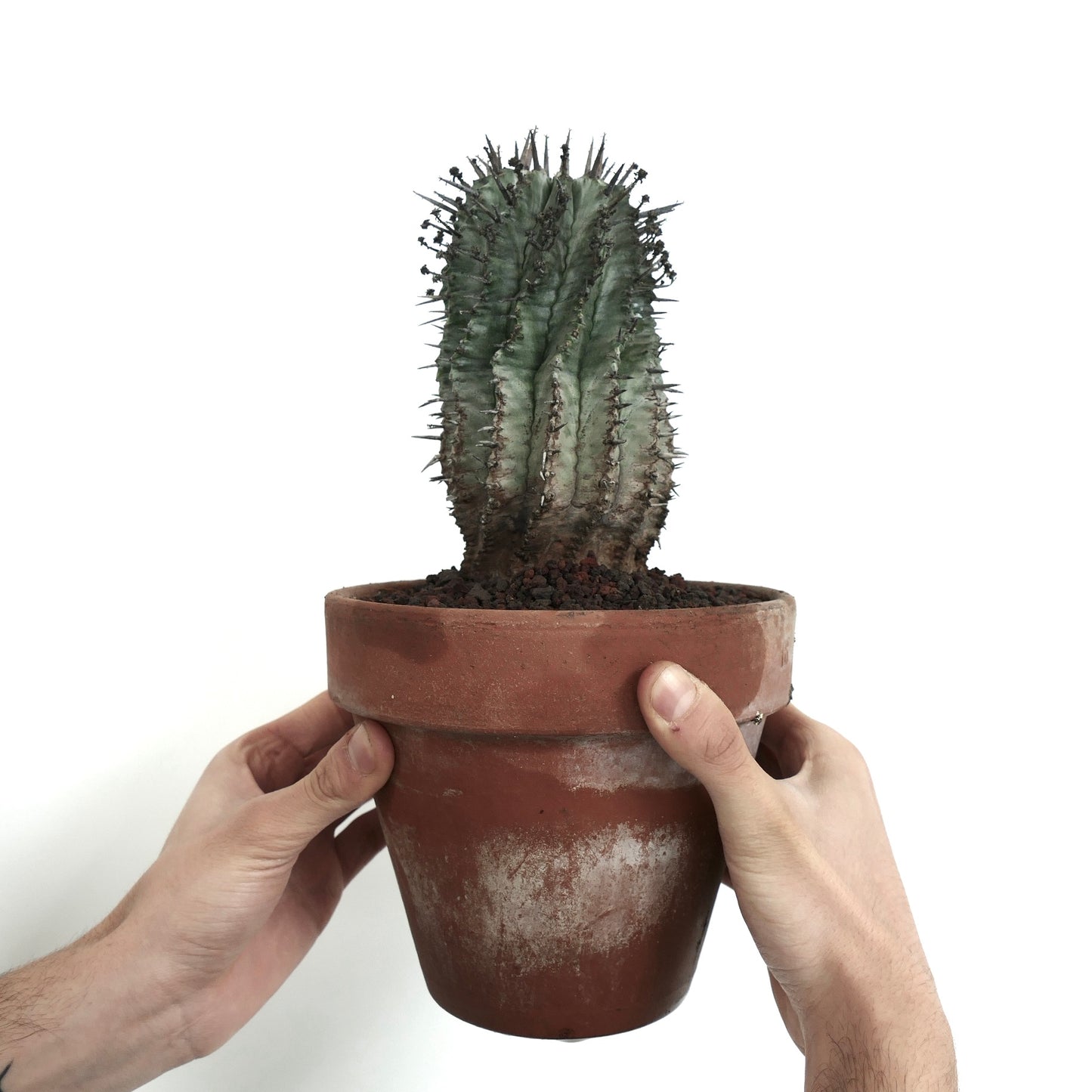 Euphorbia horrida succulent cactus with thick green stem and prominent sharp spines in terracotta pot