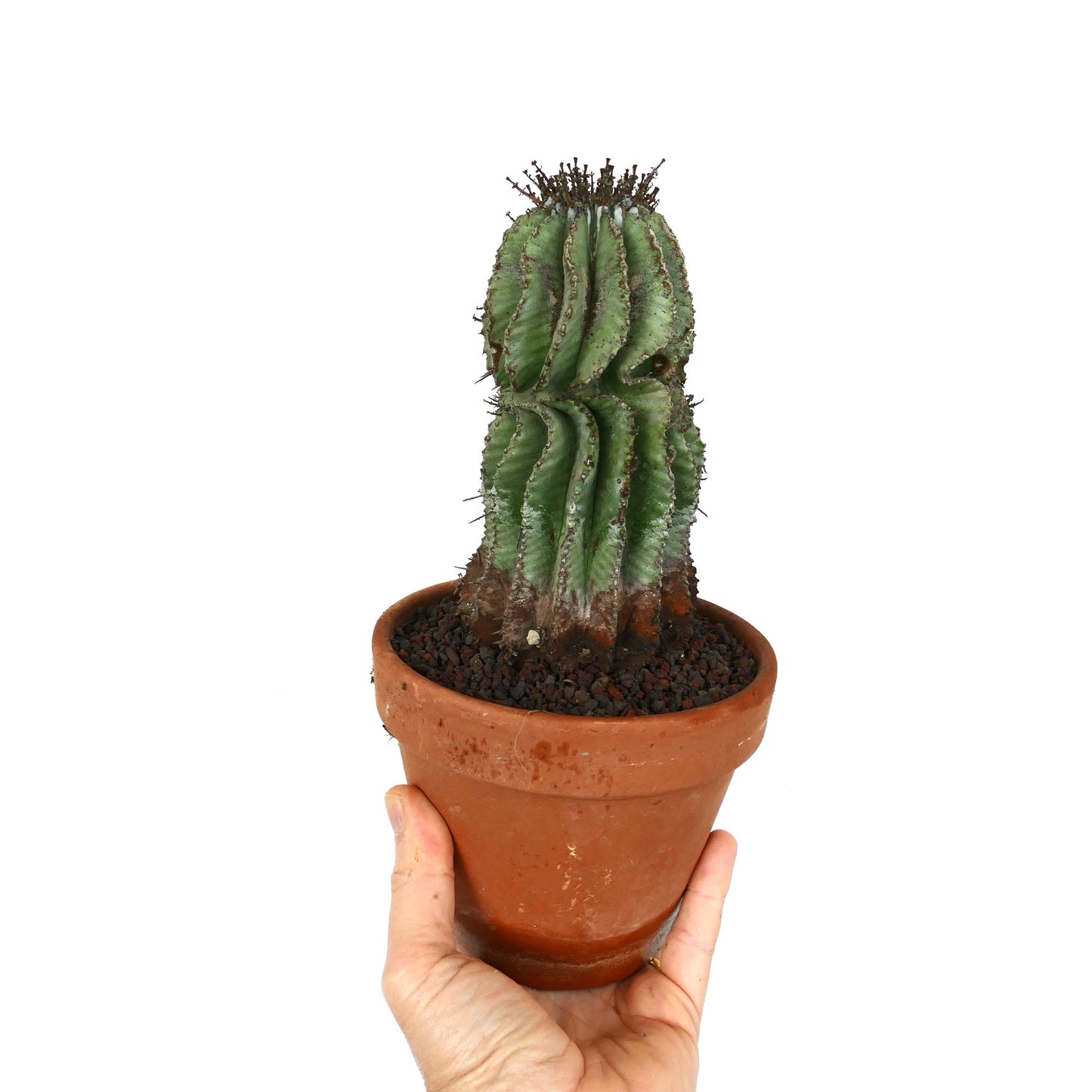 Euphorbia horrida succulent cactus with ribbed green body and dark spines in terracotta pot