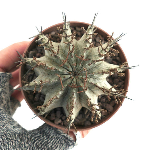 Euphorbia horrida succulent cactus with spiny ridges and gray-green textured stem