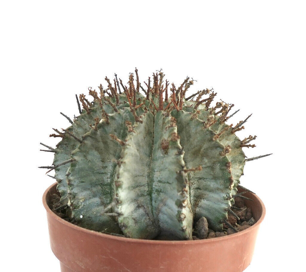 Euphorbia horrida, cactus succulento con struttura costolata e spine marroni ben evidenti in vaso