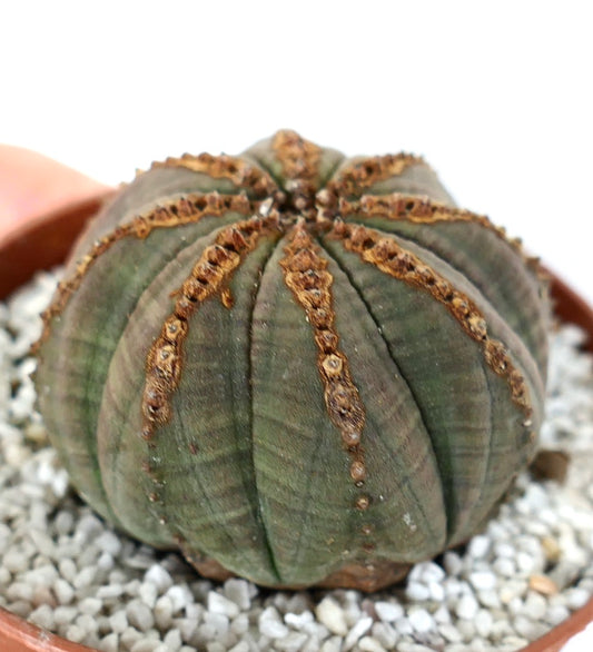 Euphorbia obesa succulent cactus with rounded ribbed body and brown textured areoles