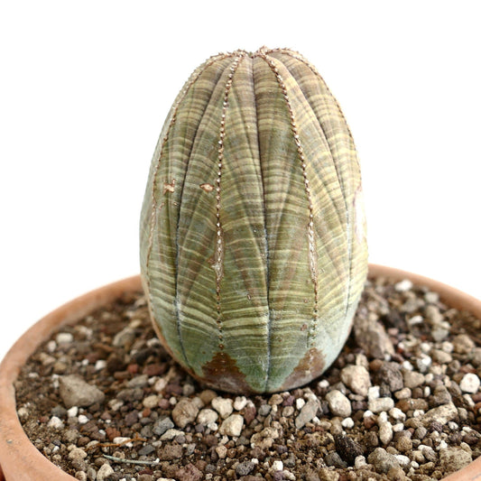 Euphorbia obesa OLD SPECIMEN EX PRIVATE COLLECTION