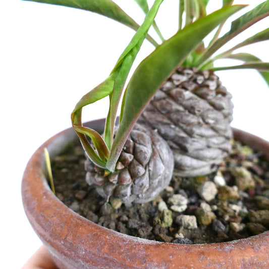 Euphorbia bupleurifolia succulent with wrinkled caudex and green elongated leaves in terracotta pot