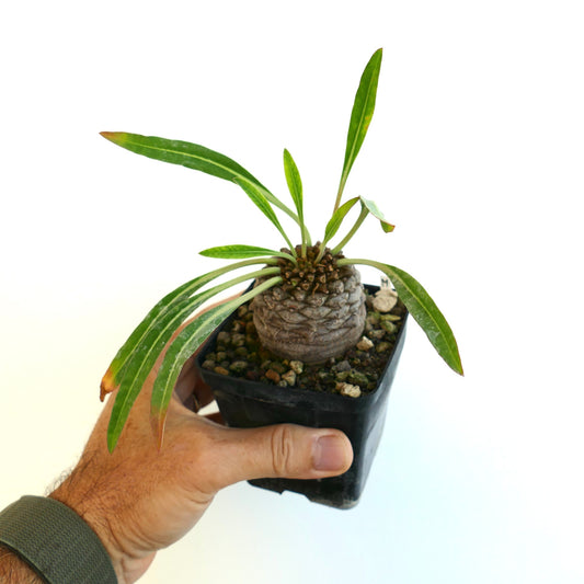 The Euphorbia plant for sale showing its caudex and green leaves on a white background held by a human hand