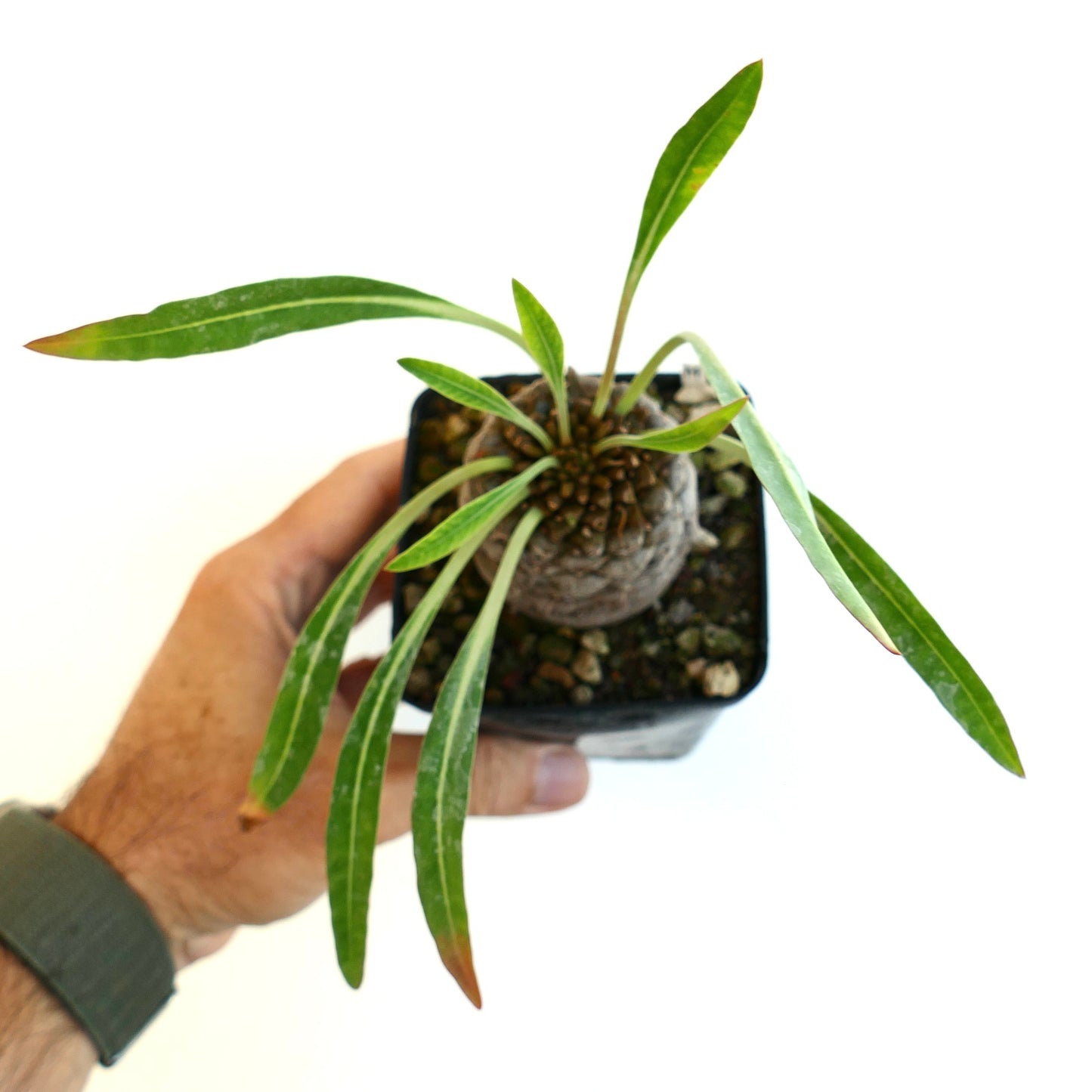 Top view of the Euphorbia bupleurifolia big male specimen for sale
