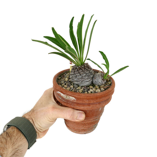 Euphorbia bupleurifolia succulent with textured caudex and slender green leaves in terracotta pot