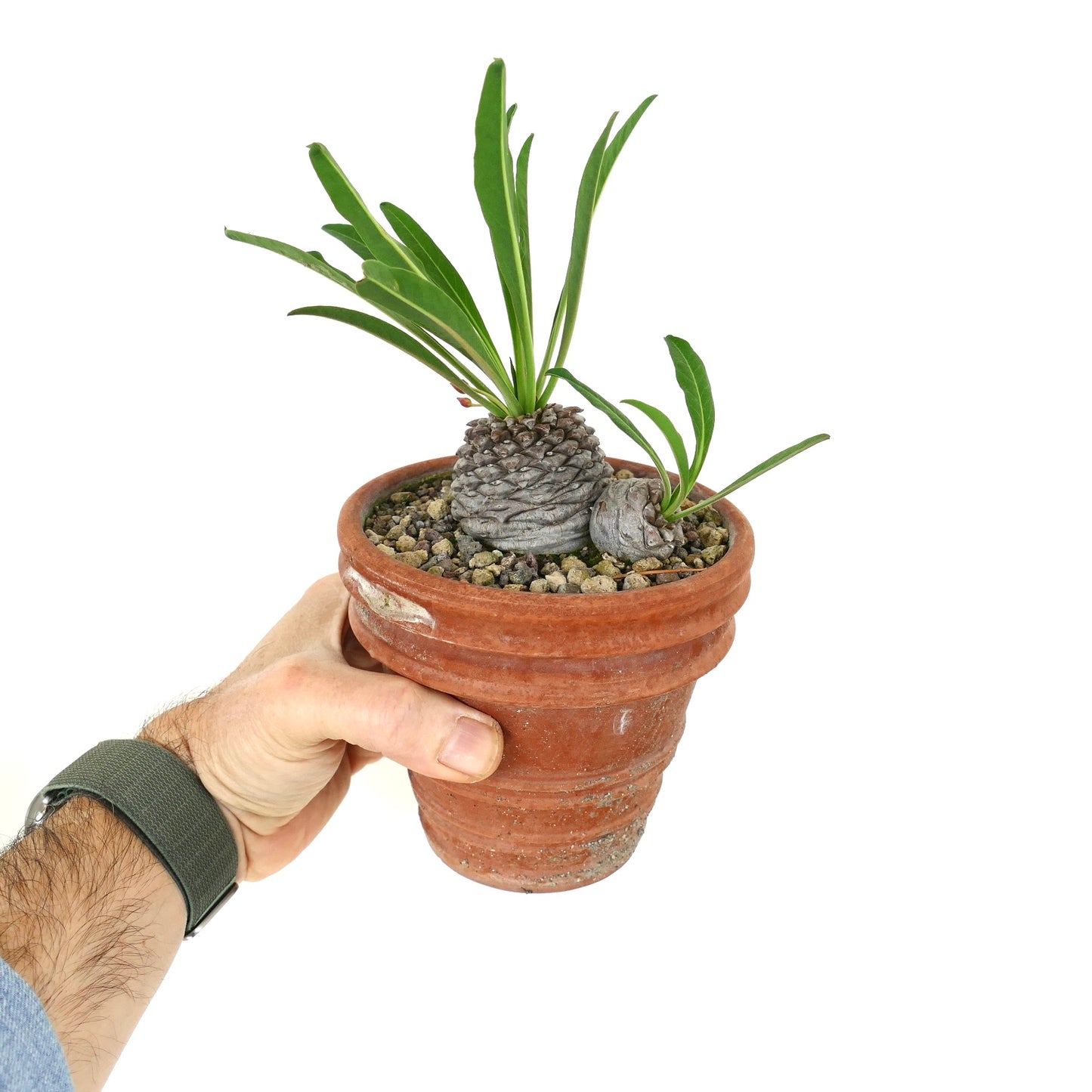 Euphorbia bupleurifolia succulent with textured caudex and elongated green leaves in terracotta pot