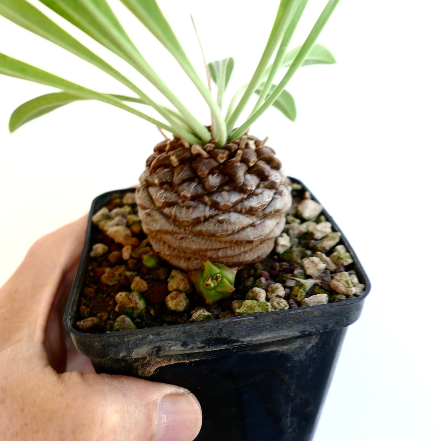 Euphorbia bupleurifolia succulent with textured caudex and slender green leaves in black pot