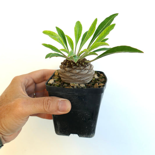 Another side view of Euphorbia bupleurifolia for sale showing its long green leaves