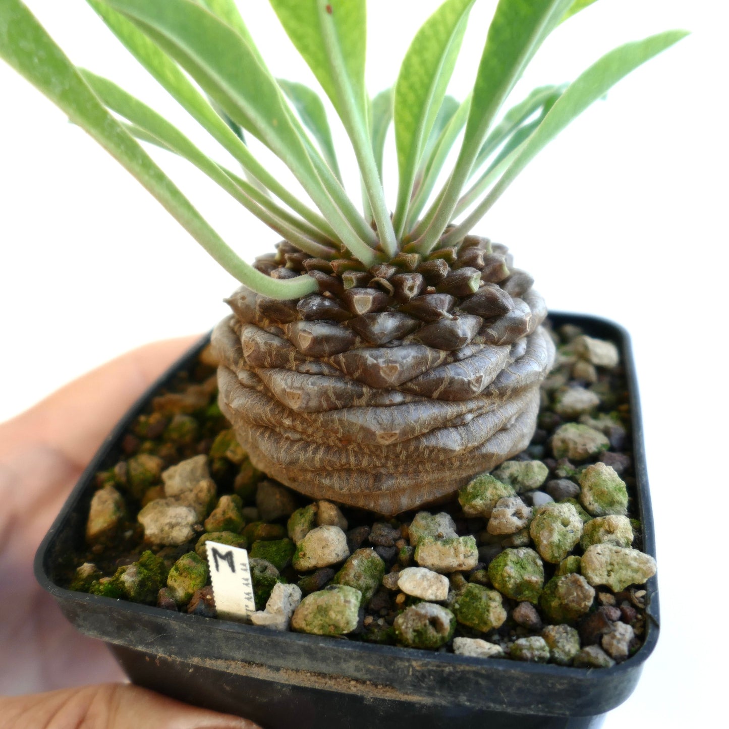Lateral view of the plant for sale showing the caudex, in a square plastic pot