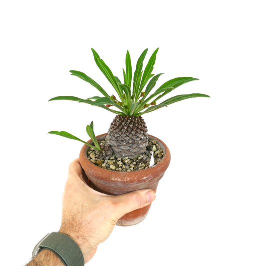 Euphorbia bupleurifolia succulent with textured caudex and elongated green leaves in terracotta pot