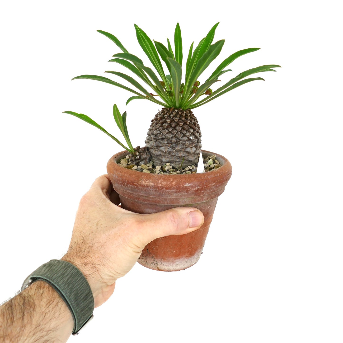 Euphorbia bupleurifolia succulent with textured caudex and elongated green leaves in terracotta pot