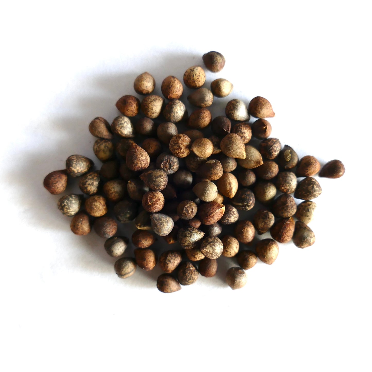 Euphorbia bupleurifolia seeds with speckled brown and tan textured surfaces close-up