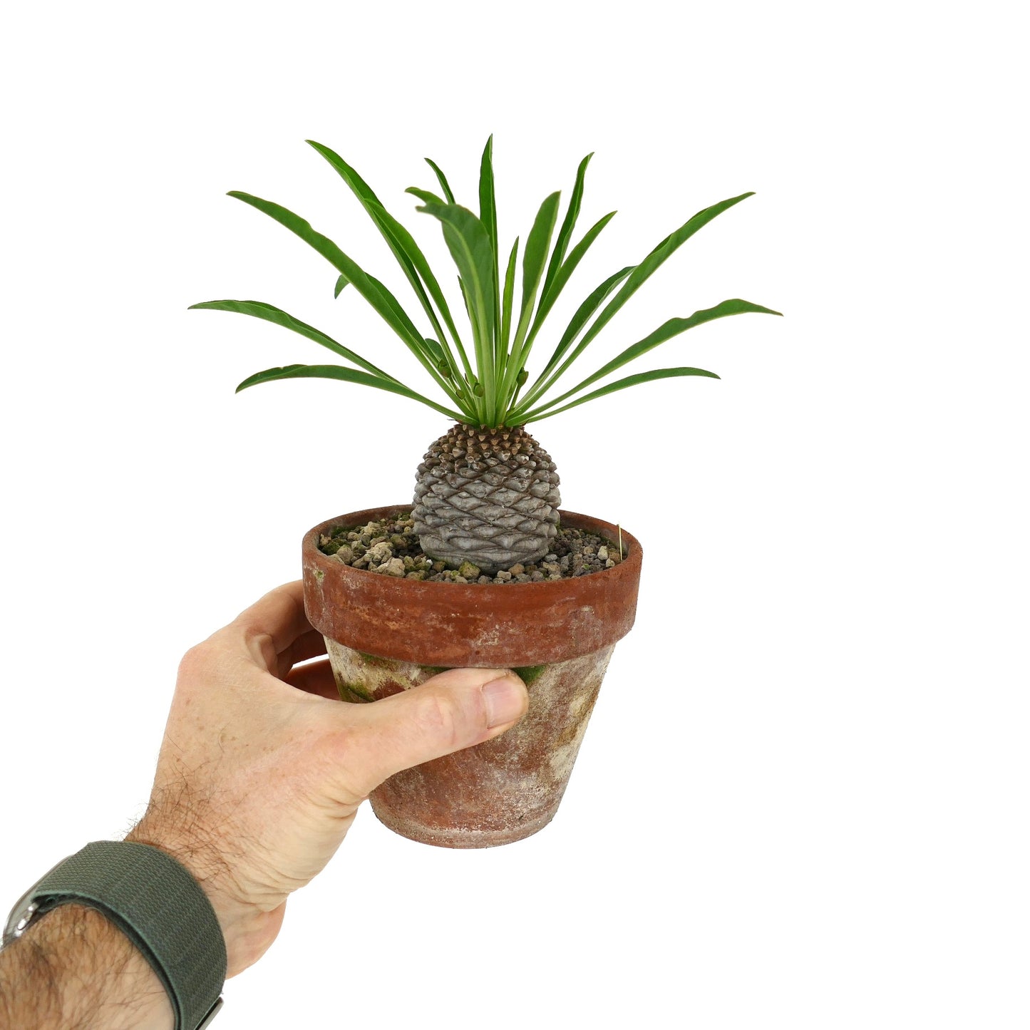 Euphorbia bupleurifolia succulent with textured caudex and long slender green leaves in terracotta pot