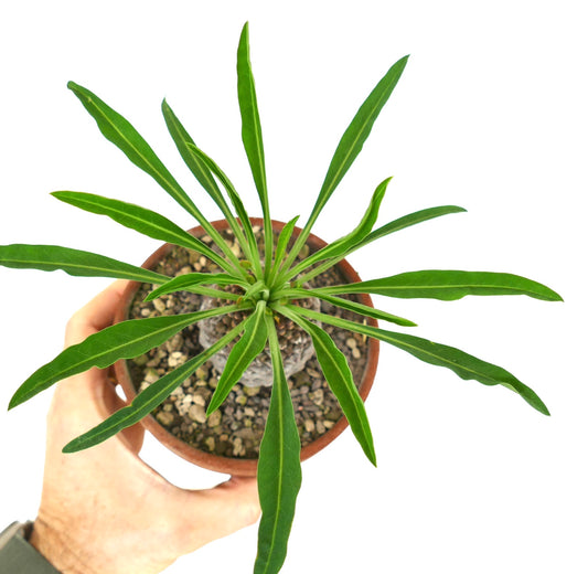 Euphorbia bupleurifolia succulent with elongated green leaves and textured caudex in pot