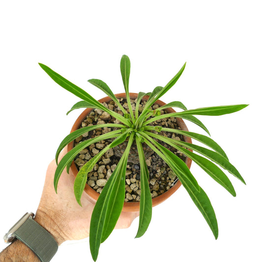 Euphorbia bupleurifolia succulent with long narrow green leaves and textured caudex in pot