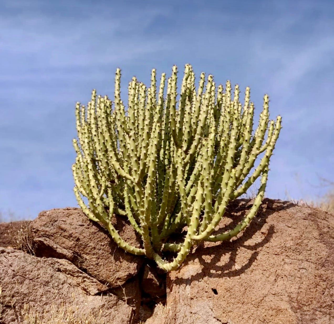 Euphorbia caducifolia SEEDS