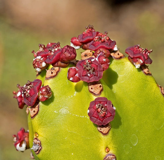 Euphorbia canariensis succulent cactus with green pads and red flowering growths