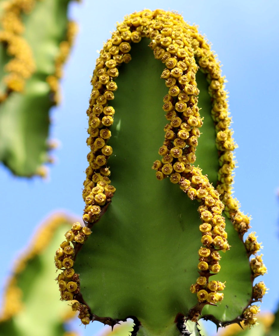 Euphorbia cooperi succulent green stem with dense yellow flowers and small spines