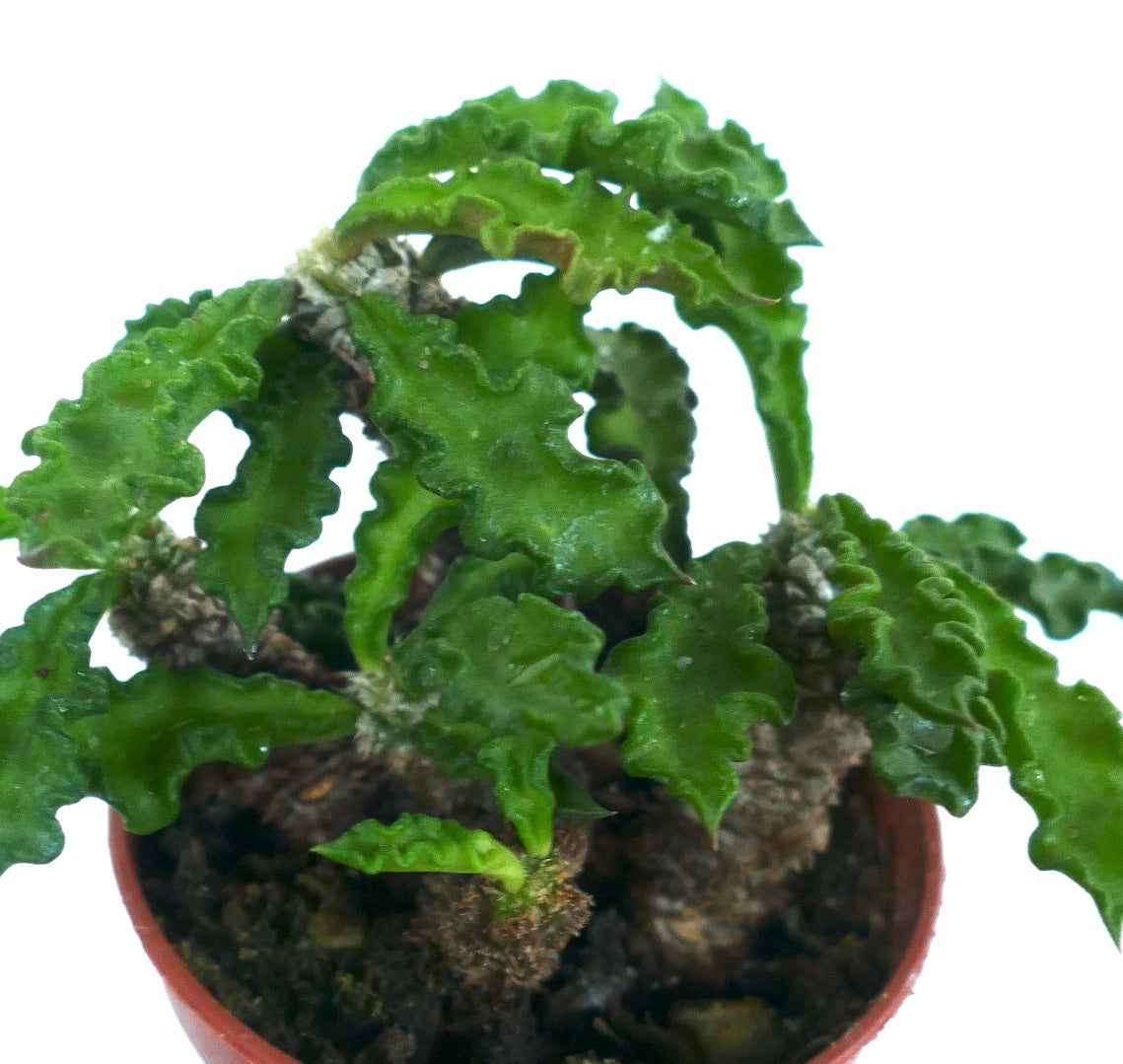 Euphorbia decaryi succulent with wavy green leaves and thick textured stems in pot