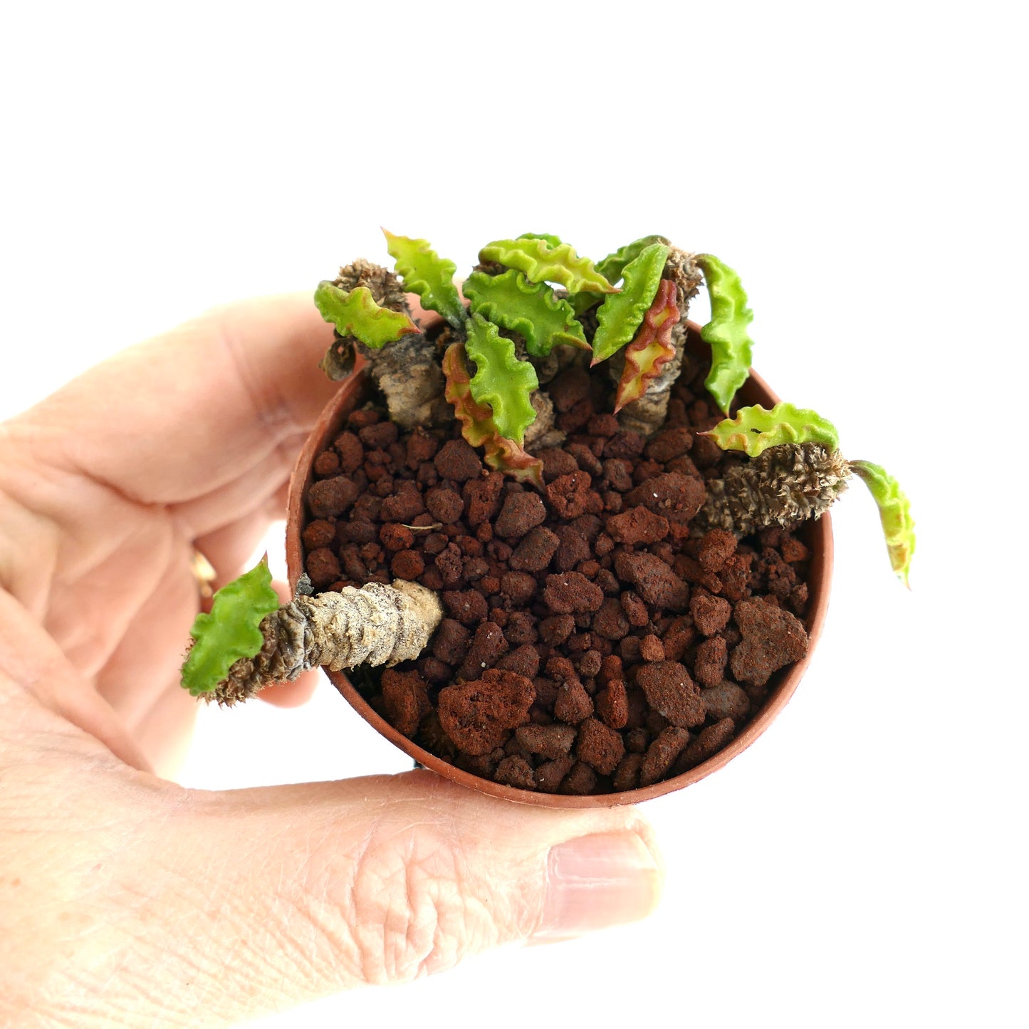 Euphorbia decaryi A6A