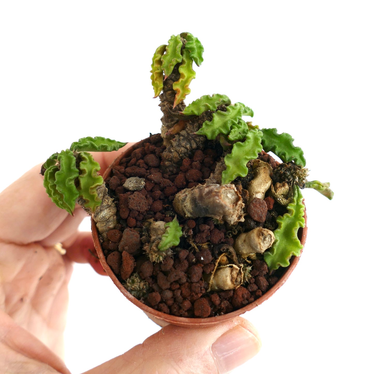 Euphorbia decaryi AG2