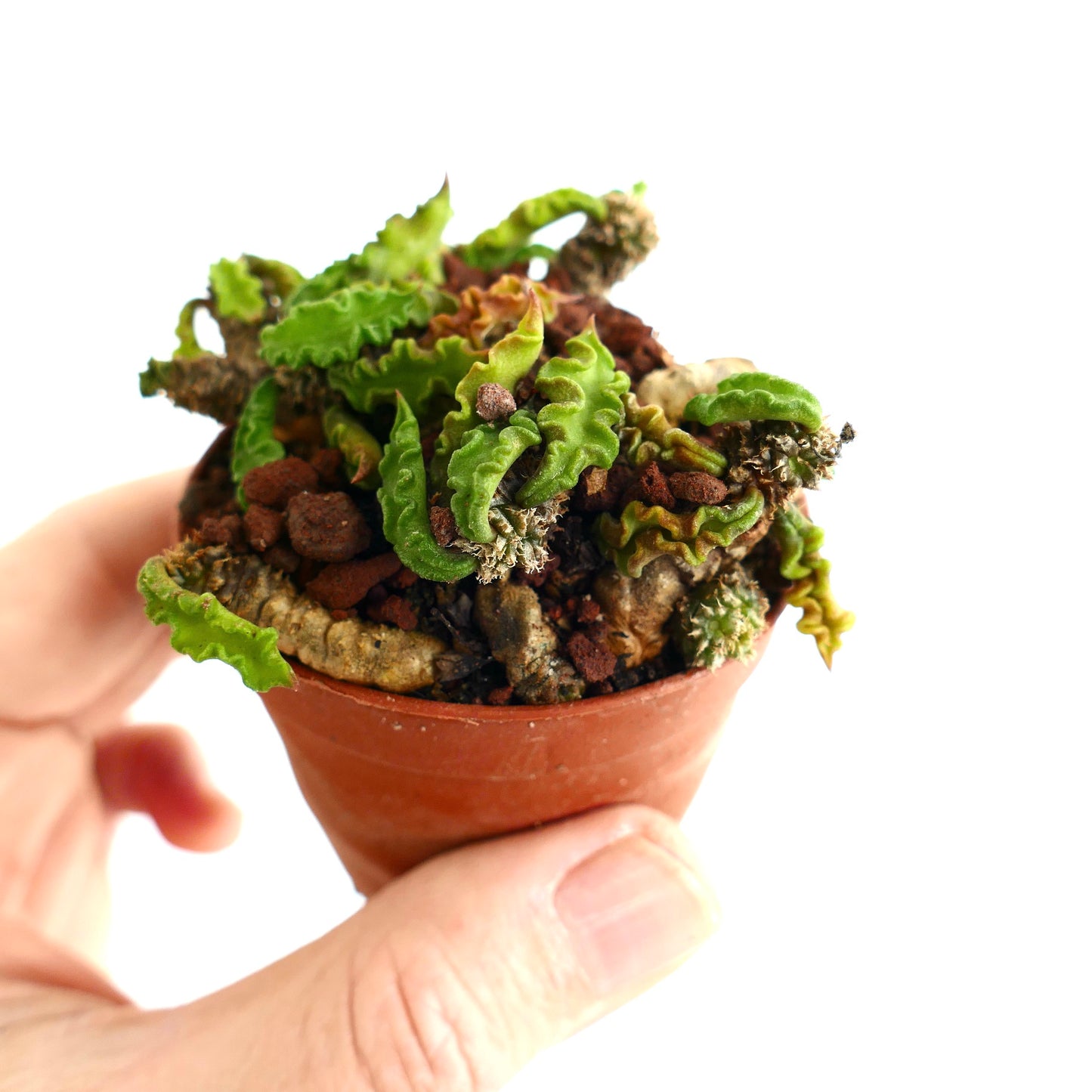 Euphorbia decaryi AR9