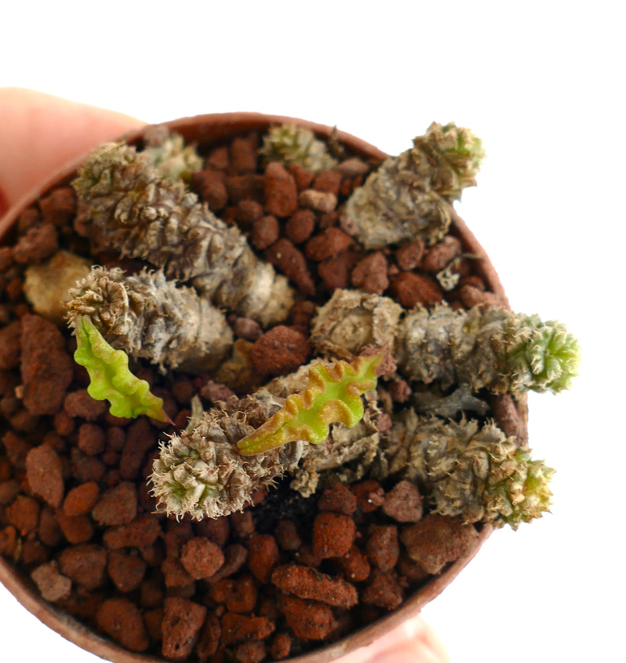 Euphorbia decaryi D53