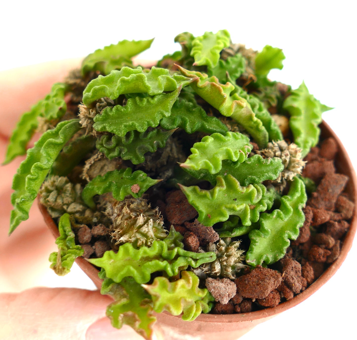 Euphorbia decaryi KS