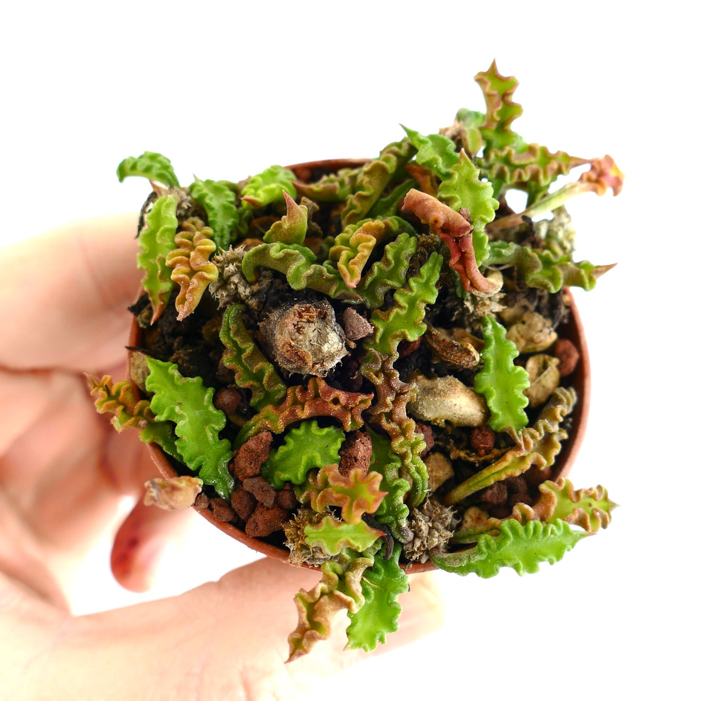 Euphorbia decaryi P6