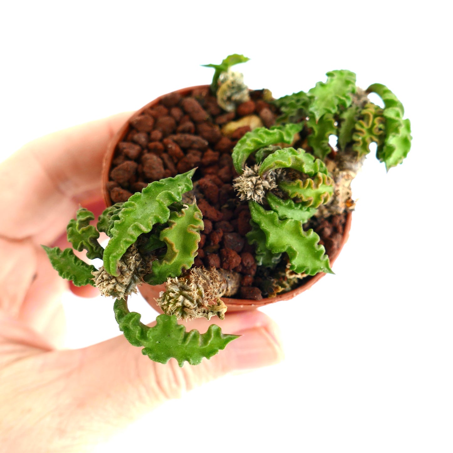 Euphorbia decaryi R19S